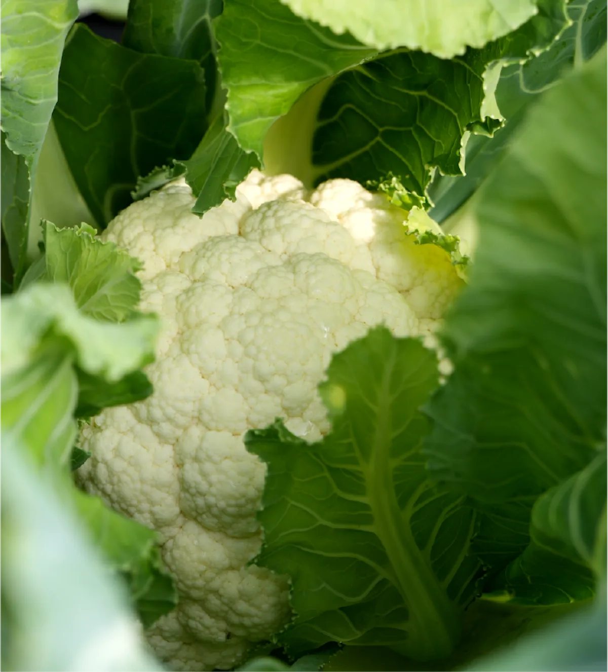 Coliflor recién cosechada